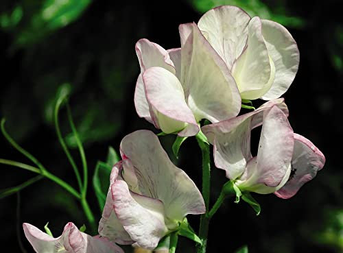 Sweet Pea Lathyrus odoratus 'Fragrant' Spencer Type Climbing Hardy Annual Fragrant White-Purple Blooms Easy to Grow Your Own Outdoor Garden Flower Plants (Approx. 20 Seeds) by Thompson and Morgan