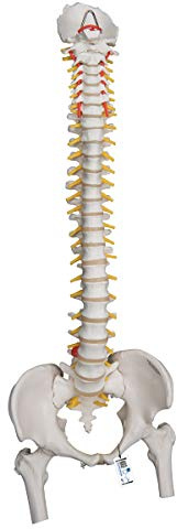 3B Scientific Menschliche Anatomie - Flexibles Wirbelsäulenmodell für starke Beanspruchung, mit Oberschenkelstümpfen + kostenlose Anatomie App - 3B Smart Anatomy
