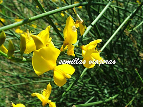 Portal Cool Paquete de semillas: Retama de olor, Spartium junceum 45 Semillas, Semillas retama Graines Samen
