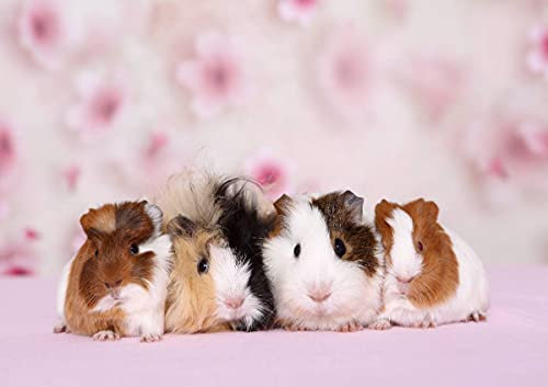 CALVENDO Meerschweinchen, Poster DIN A1 quer, Bilder, Kunstdruck, Wandbild, Wanddeko, Prints ohne Rahmen
