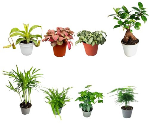 Set di 8 Piante Tropicali vere per Terrarium - Mini Giardini Verdi Esotici - Ideale per Decorazioni e realizzazione di terrari (FITTONIA ROSSA)