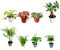 Set di 8 Piante Tropicali vere per Terrarium - Mini Giardini Verdi Esotici - Ideale per Decorazioni e realizzazione di terrari (FITTONIA ROSSA)