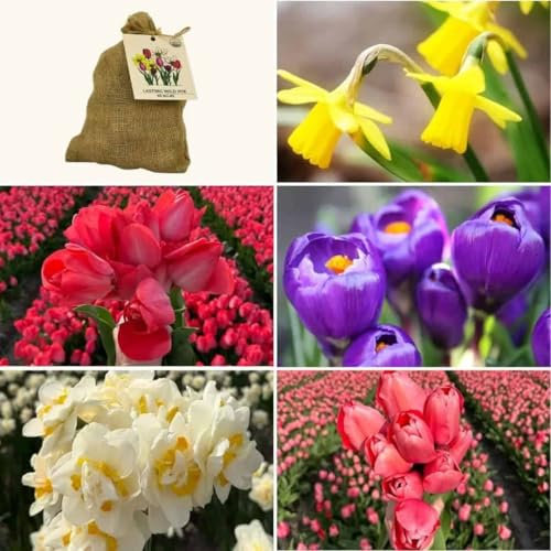 Mehrjährige Blumenzwiebel-Mix - Medium Lasting Wild Mix - Nachhaltiger Vorteilsbeutel, 50 Blumenzwiebeln für 1 m² Blumenpracht - Krokus - Tulpen - Narzissen - Flowerbulbs Amsterdam