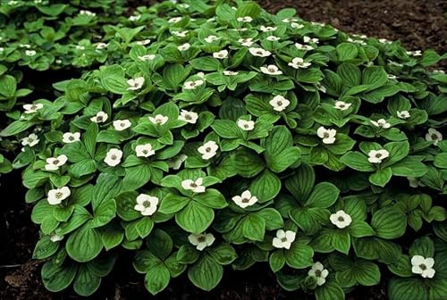 Kanadischer Hartriegel Cornus canadensis – 10-25cm – Ø9cm – 6 Pflanzen – Bodendecker-Pflanze – Schattentauglich – Immergrün – Bienen- & Schmetterlingsfreundlich