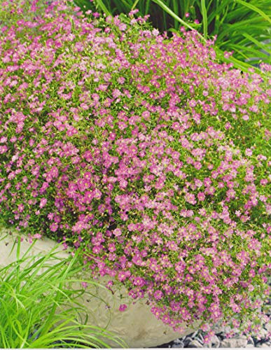 3 Schleierkraut in rosa Gypsophila Paniculata PinkWurzelstücke Winterhart Staude
