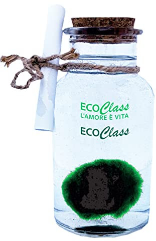 Marimo 2-4 cm in Vaso di Vetro da 250 ml - Pianta dell'amore. Alga a palla.