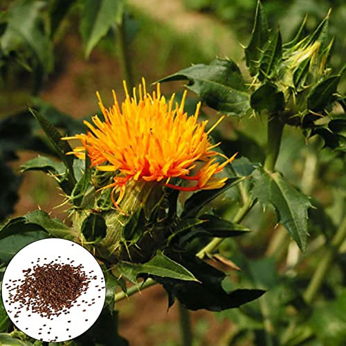 Generic 300 Unids/bolsa Semillas de Azafrán Floración Ecológico Comestible Fácil Plantación Semillas de Carthamus Naranja Suministros Parterre Cultiva tu Propia Comida de Supervivencia Naranja