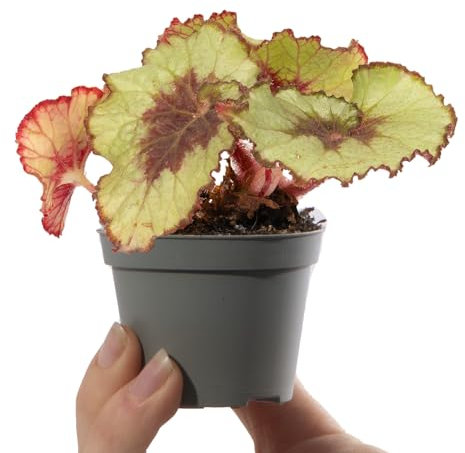Baby Begonia Escargot Small Patterned Tropical Indoor Houseplant in 6cm Pot | Miniature Plant with Variegated Foliage | for Home and Office | Grow Your Own Baby Plants