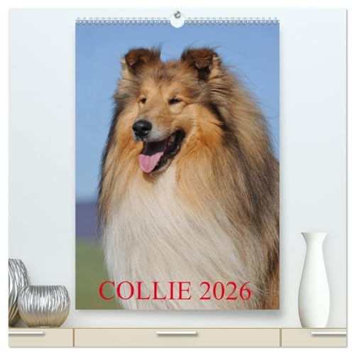 Collie 2026 (hochwertiger Premium Wandkalender 2026 DIN A2 hoch), Kunstdruck in Hochglanz: Collies - eine der schönsten Hunderassen auf 13 wunderschönen Fotos (CALVENDO Tiere)