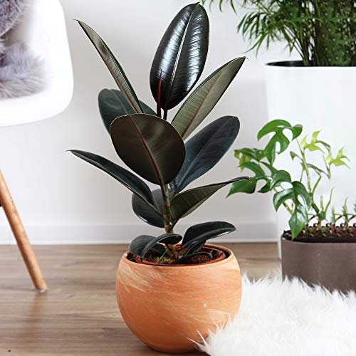 1 x Ficus Abidjan | Il Migliori Piante per Interni da Regalo in Vendita | Perfetto per Casa o Ufficio