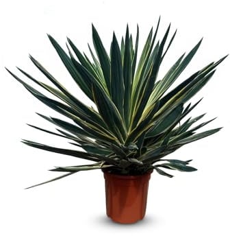 Sunny Tree - Yucca Gloriosa Variegata Palmenlilie, Winterhart, 100 cm Höhe, 10-Liter Topf, Exotische Gartenpflanze