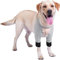 Jognee Hund Chirurgie Recovery Sleeve für Vorderbeine, Hund Vorderbein Braces Recovery Sleeve Protector, Haustier Knie Brace Wunden für mittleren großen Hund(S/11.0-22lbs)