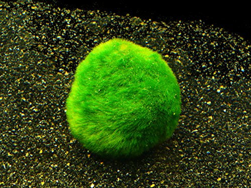Zoomeister - 3 MOOSKUGELN 4-6 cm (CLADOPHORA AEGAGROPHILA)