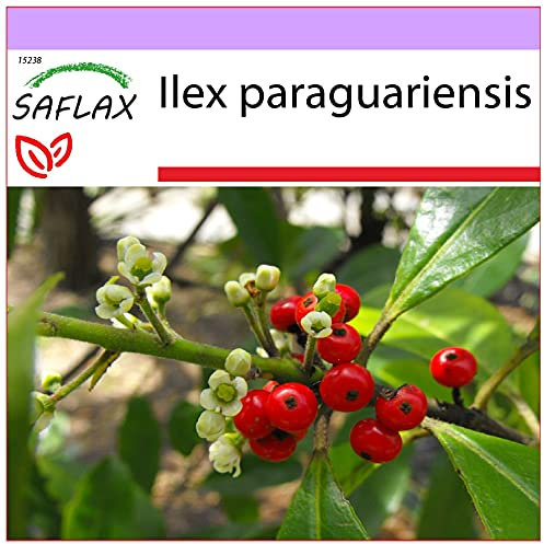 SAFLAX - Heilpflanzen - Mate Teestrauch - 10 Samen - Ilex paraguariensis