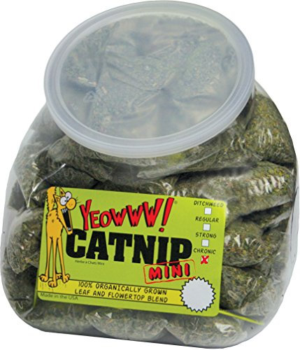 Yeowww YEOW024 Katzenminze Minis, 50 Stück