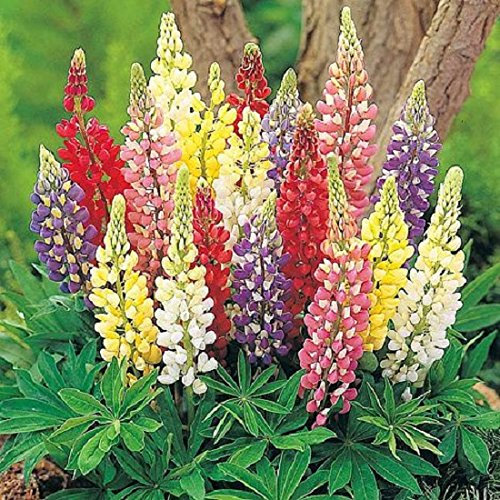 500 Lupin Flower Seeds Russell Mix Tall Cottage Garden Favourite Perennial 500 Seeds