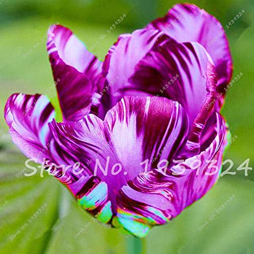 100 Stücke Niederlande Tulpensamen (Nicht Tulpenzwiebeln) Topf Tulpen Frische Samen Bonsai Blume Holland Tulpe Blumen Flores Para Jardim