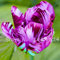 100 Stücke Niederlande Tulpensamen (Nicht Tulpenzwiebeln) Topf Tulpen Frische Samen Bonsai Blume Holland Tulpe Blumen Flores Para Jardim