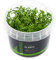 Mato-Grosso-Tausendblatt/Myriophyllum mattogrossense - NatureHolic In-Vitro Aquarium Pflanze