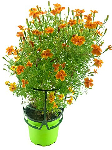 Gewürztagetes Orange Gem, Tagetes tenuifolia, Kräuter Pflanze