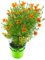 Gewürztagetes Orange Gem, Tagetes tenuifolia, Kräuter Pflanze