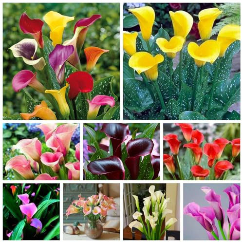 Winterharte, qualitativ hochwertige gemischte Blumenzwiebeln, pflegeleicht, schnellblühend, lange Blütezeit, schöne Dekoration für drinnen und draußen-2 calla blumenzwiebeln mix