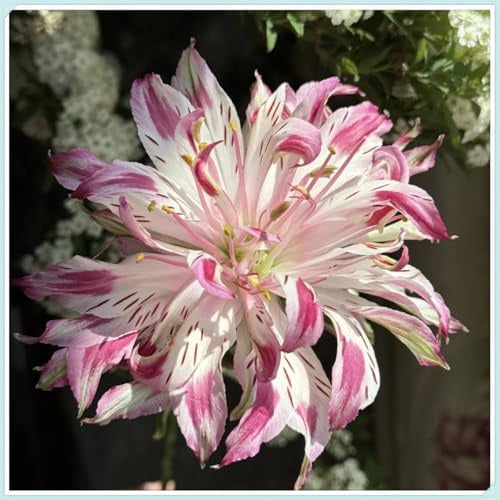 Mehrjährige Lilien Winterhart - Lilien Rhizome Lilium für Gartendekoration & Topfpflanzung-2lilien knolle-F