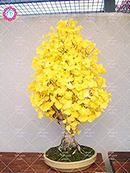 5 piezas semillas orgánicos de la herencia de Ginkgo Biloba Gingko Gingo nueces de árboles bonsai cultiva a partir de semillas de plantas para el jardín Pot