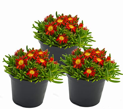 Eisblume, Mittagsblume (Delosperma), winterharte bienenfreundliche bodendeckende Staude, Sorte: Wheels of Wonder Fire Wonder, kräftig rot blühend, kräftige Pflanze je im 12cm Topf