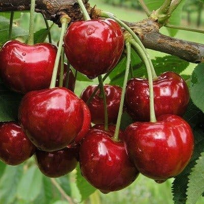 Pianta di Ciliegio Bigarreau Burlat in vaso foto reali