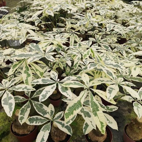 glückskastanie - geschenke für gartenfreunde glückskastanie, bonsaibaum züchten exotische winterhart baumsamen 6samen