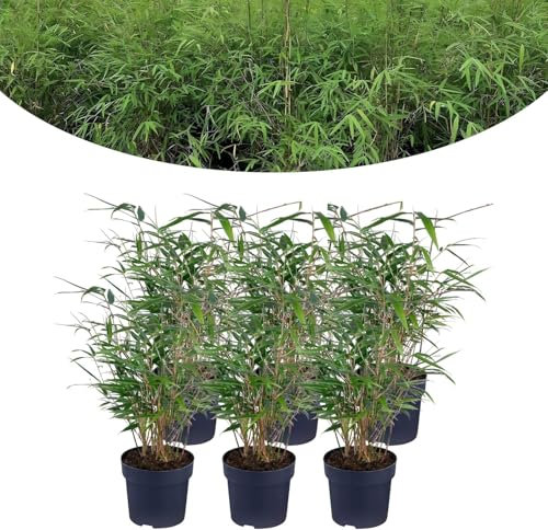 Happy Plants Plante Bambou Fargesia Résistante Hiver 6 Pièces