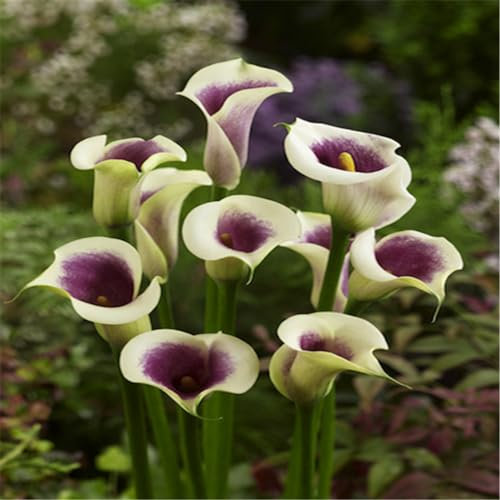 Bulbos calas colores,calas bulbos, plantas ornamentales perennes, aptos para principiantes, decoración de interiores.-8Bulbos-C