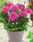 Zwerg Dahlie Melody Fanfare Knolle Blumenzwiebeln (1 Dahlie (Wurzelstock))