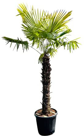 Tropictrees Trachycarpus Fortunei Hanfpalme winterschutz mit einer Stammhöhe von 100/120 cm | Höhe 220cm | Gelbe und grüne Blätter | Winterschutz Palme für drinnen und draußen