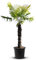 Tropictrees Trachycarpus Fortunei Hanfpalme winterschutz mit einer Stammhöhe von 100/120 cm | Höhe 220cm | Gelbe und grüne Blätter | Winterschutz Palme für drinnen und draußen