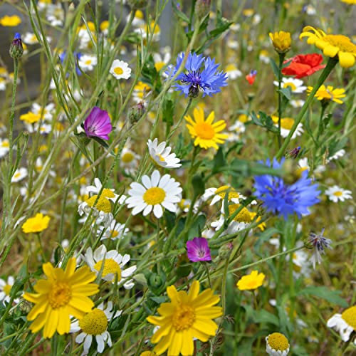 Wildflower Mix Seeds for Patio Pots 20 Species Annual Easy to Grow Your Own Outdoor Garden Native British Wildflowers in Pots and Containers (Approx. 600 Seeds) by Suttons