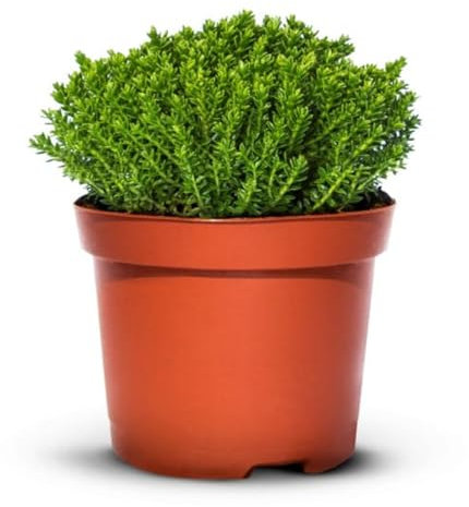 Iglaco HEBE GREEN GLOBE - Immergrün Bodendecker Strauch im Topf - Strauchige (15 Stück)