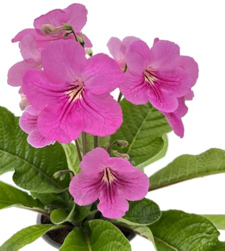 Fangblatt - Streptocarpus Rosa-Fantasia - afrikanisches Veilchen – Drehfrucht mit zarten Blüten – eine duftende und exotische Zierpflanze