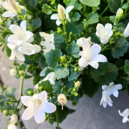 glockenblume samen samen alte sorten, balkonpflanzen winterhart glockenblume blumensamen bodendecker winterhart mehrjährig seltene pflanzen, wohnzimmer deko wildblumen balkonblumen, 450pcs