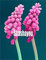 Shopvise 50Pcs / Bag Traubenhyazinthen Samen String für den Winter Indoor-Samen-Blumensamen Blumenversand der Gebühr: 9