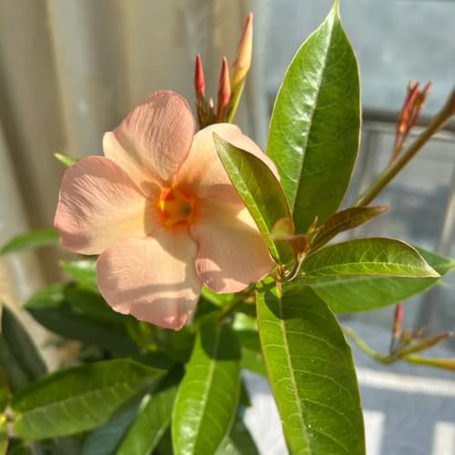 Mandevilla laxa, seltene dipladenia gartendeko für draußen winterharte für garten gartenpflanzen 300Samen