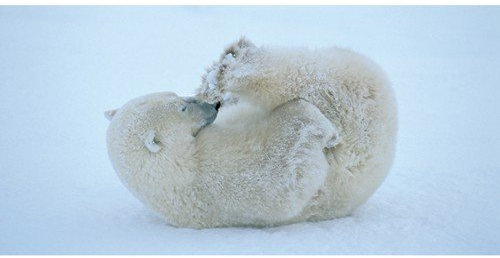 XXL-Postkarte +++ GEO +++ von modern times +++ JUNGER EISBÄR * XXL +++ BK.EDITION GEO © COX, Daniel J.