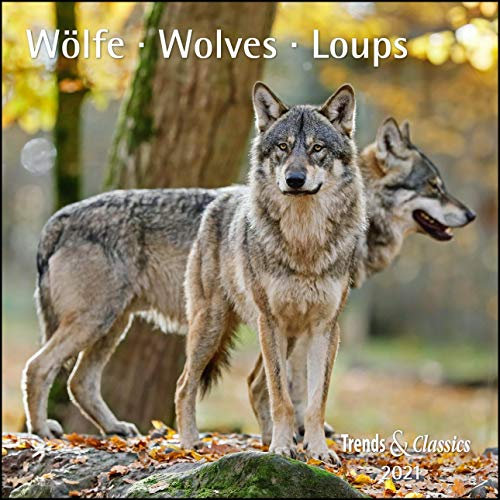 Wölfe Wolves 2021 - Broschürenkalender - Wandkalender - mit herausnehmbarem Poster - Format 30 x 30 cm