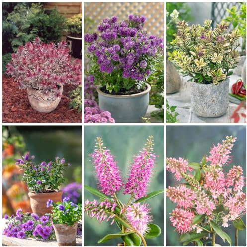 [x6] Hebe Plants | Evergreen Garden Ready Shrubs | Colourful Flowering Display | Mix Pack | P9