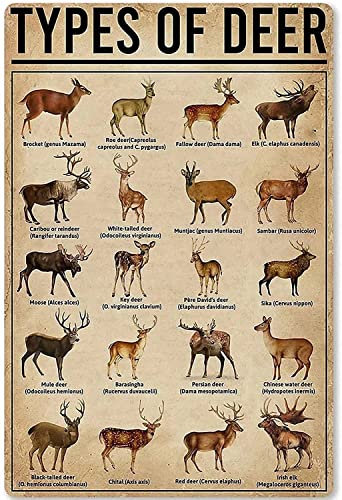Blechschild Types Of Deer, Metall-Blechschild, Frauenhöhle, klassische Dekoration, Zuhause, Garage, Bar, Schild, Kaffee, Bauernhof, Landküche, Wand, Heimdekoration, 20,3 x 30,5 cm