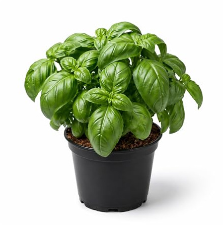 Mysohome - Albahaca de Hoja Grande Planta Natural en Maceta Plástico, 20 cm de altura, Ideal para Cocina, Terraza, Balcón o Huerto, Planta Aromática, Culinaria y de Fácil Cuidado. Albahaca HG