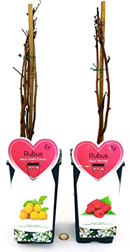 POWERS TO FLOWERS - RUBUS IDAEUS HERITAGE (LAMPONE ROSSO RIFIORENTE) e RUBUS IDAEUS GOLDEN EVEREST (LAMPONE GIALLO), 2 PIANTE, piante vere