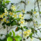 pianta di gelsomino stellato - semi - Serie piante rare - piante pendenti - Trachelospermum jasminoides - fiori da giardino giardino di pianta gelsomino da balcone semi erbe aromatiche 300pcs