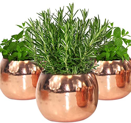 QMBasic Gourmet KRÄUTERTOPF 3- TEILIG ohne Bewässerungssystem Kräutergarten für die Küche | 10 x 11 x 10 cm für frische Küchenkräuter in Gold